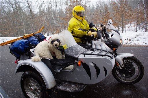 sidecar dog motorcycle